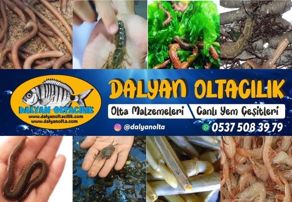 Bibi mi Sülünez mi? Çipura Avında Hangisi Daha Etkili? Bibi mi Sülünez mi? Çipura Avında Hangisi Daha Etkili?